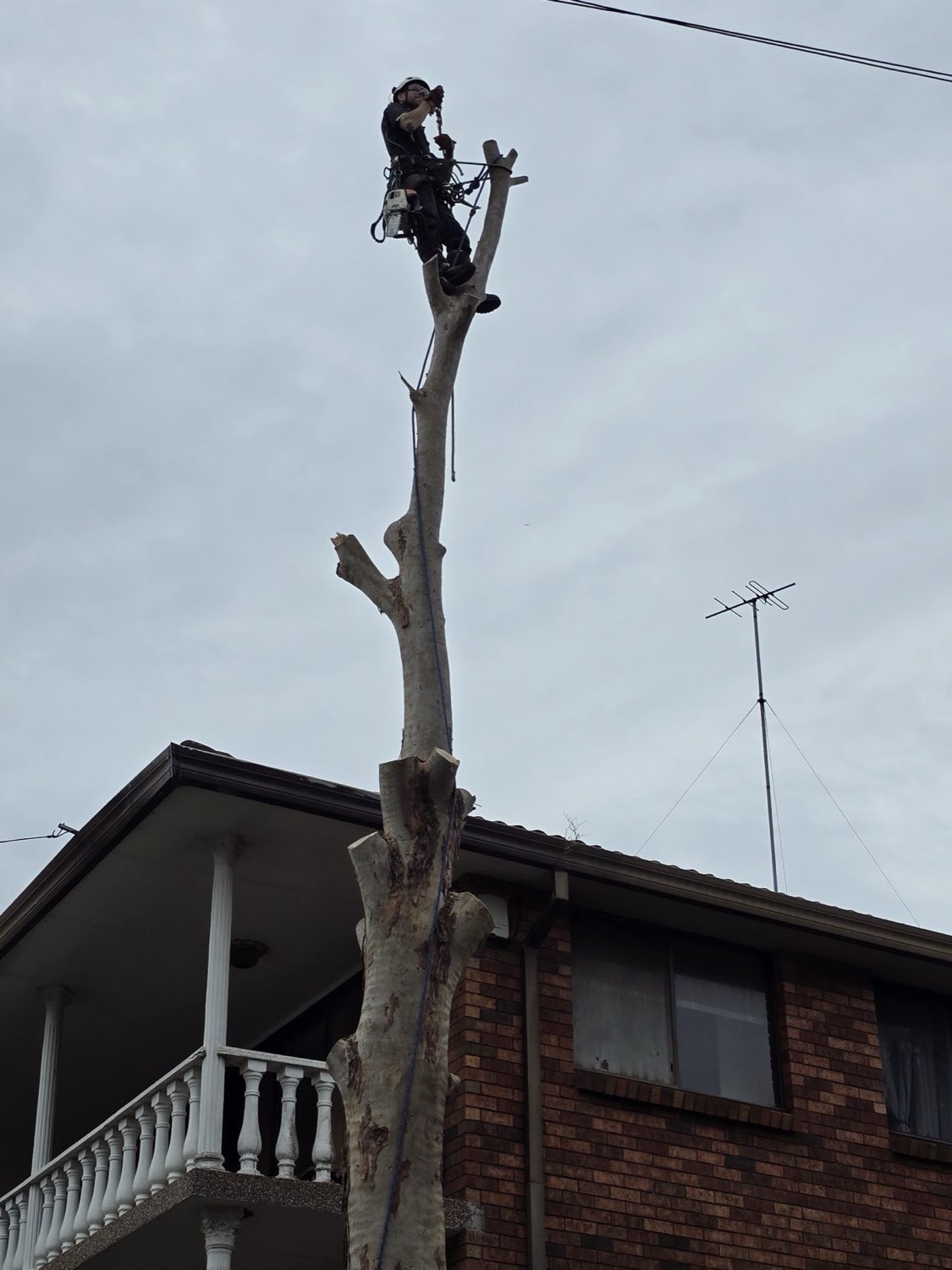 A2Z arborist rigging a limb high in a Sydney gum