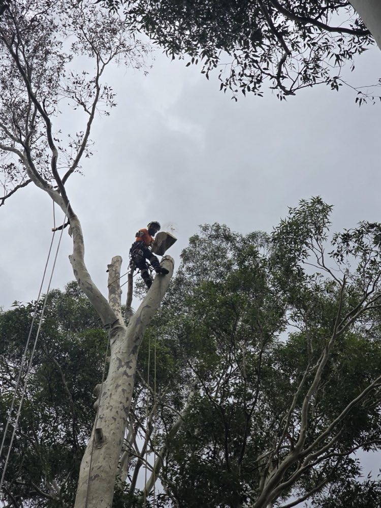Sectional tree removal beside a Sydney house